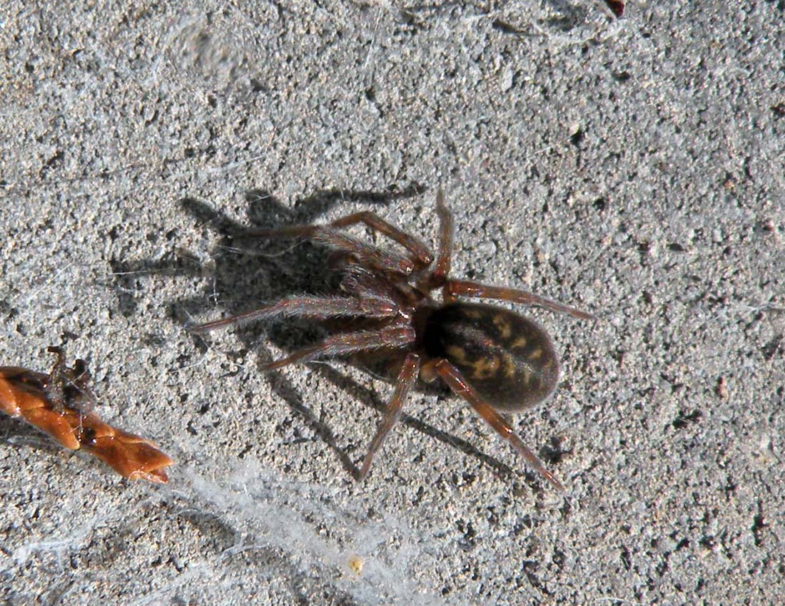 Amaurobius ferox -  Bath, Gran Bretagna